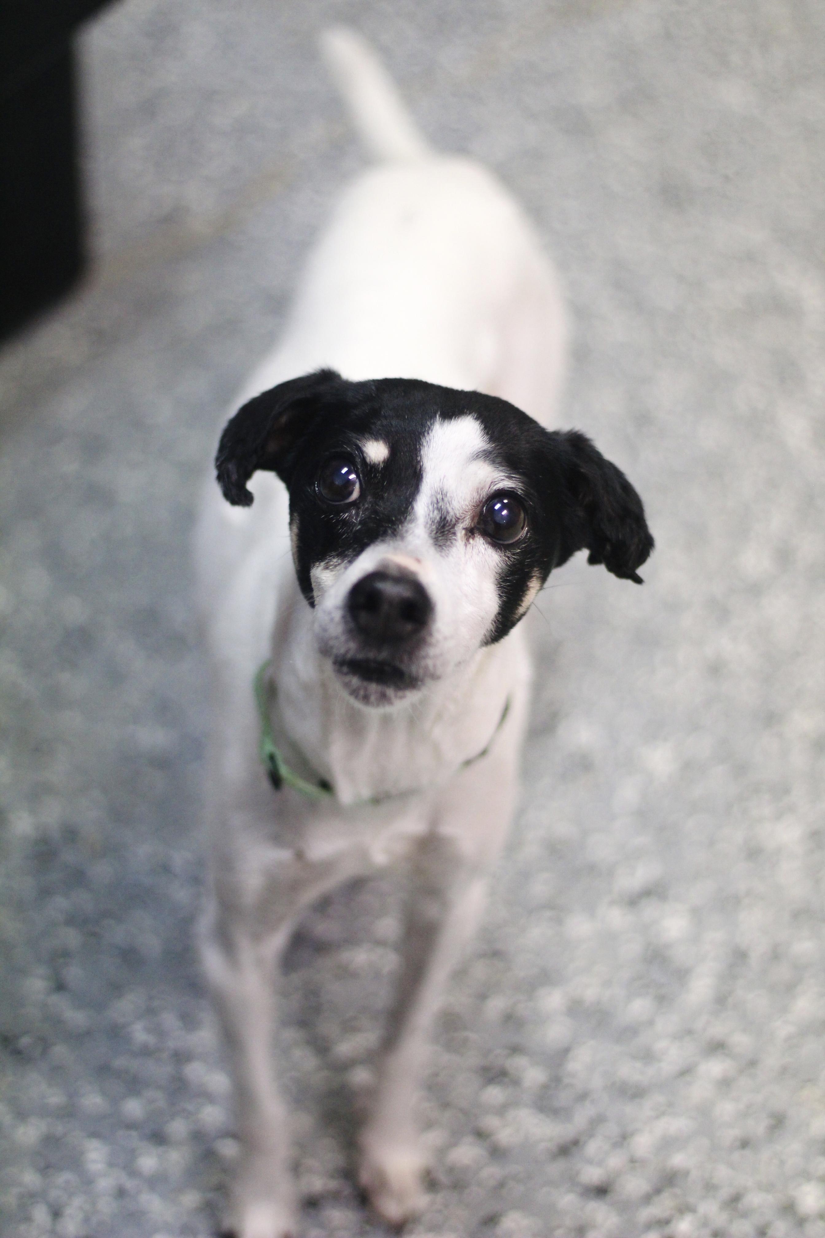 Goodall in NH! Come Meet our Adoptable Dogs Wednesday-Saturday. More info in Bio!