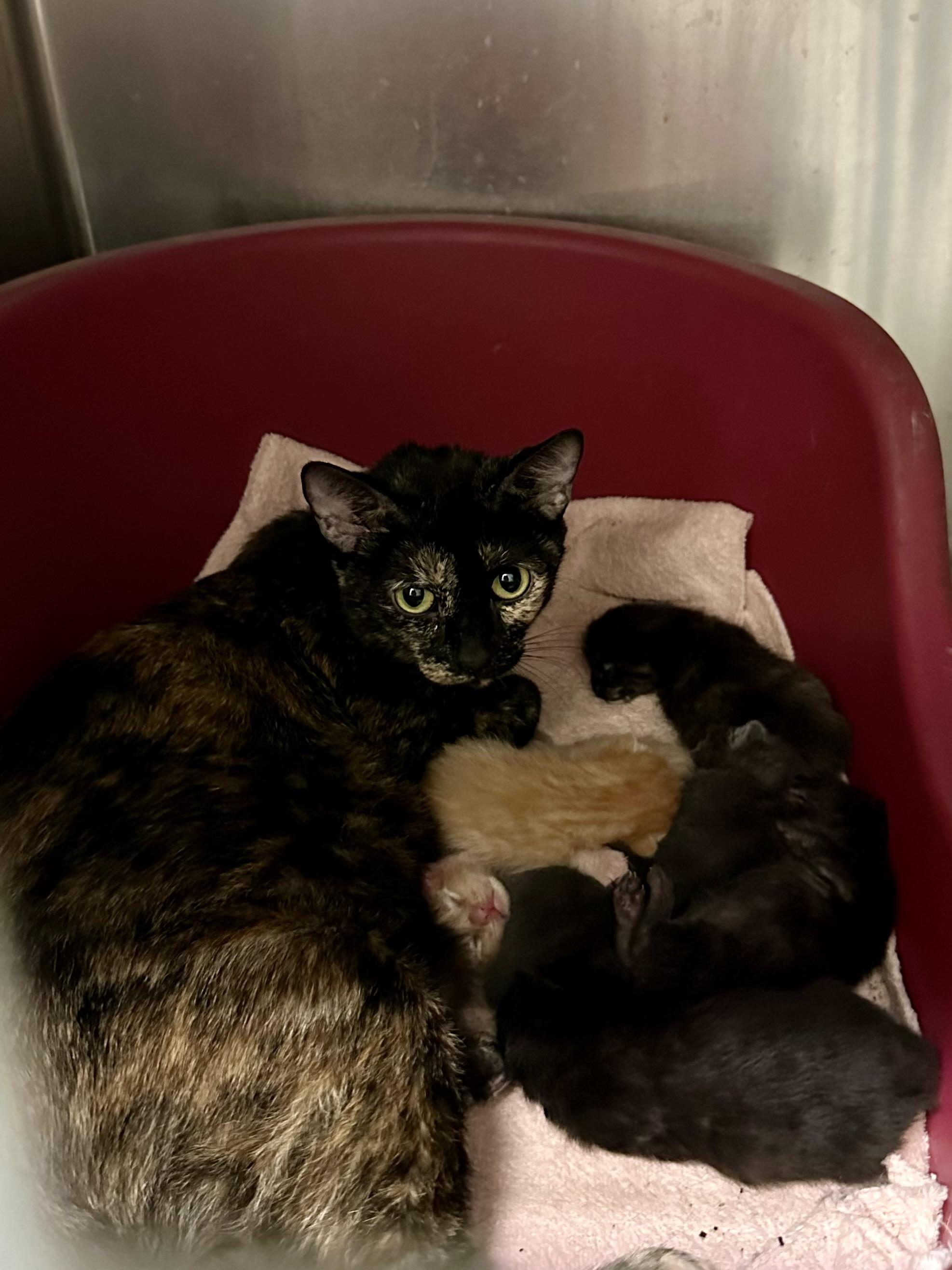 Mazey, a ADOPTABLE Domestic Short Hair in Andover, CT image 4/4
