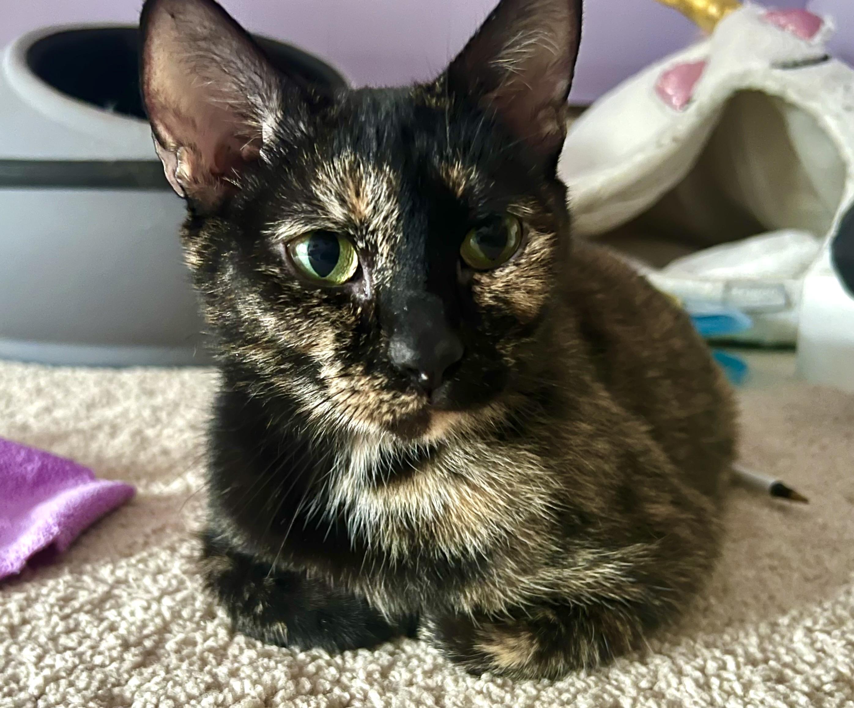 Mazey, ADOPTABLE, Young Female Domestic Short Hair.