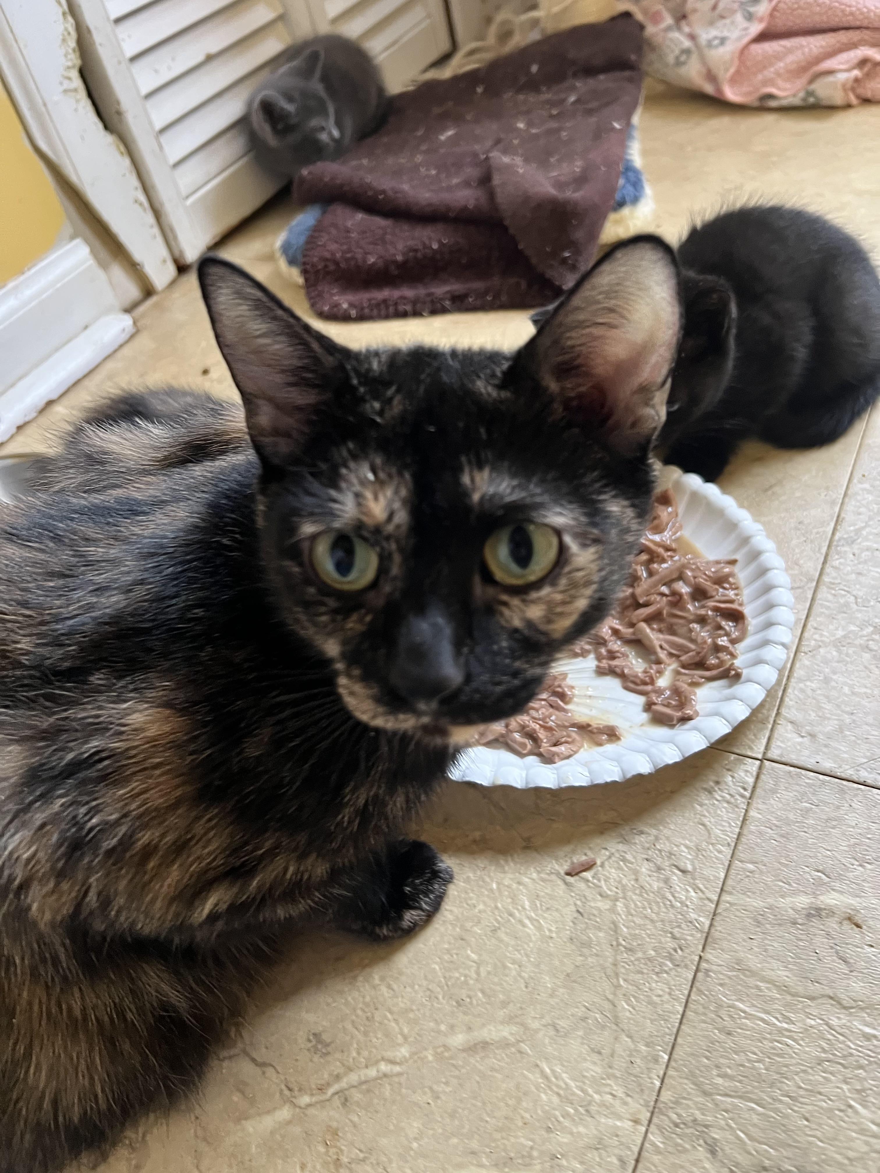 Mazey, a ADOPTABLE Domestic Short Hair in Andover, CT image 2/4