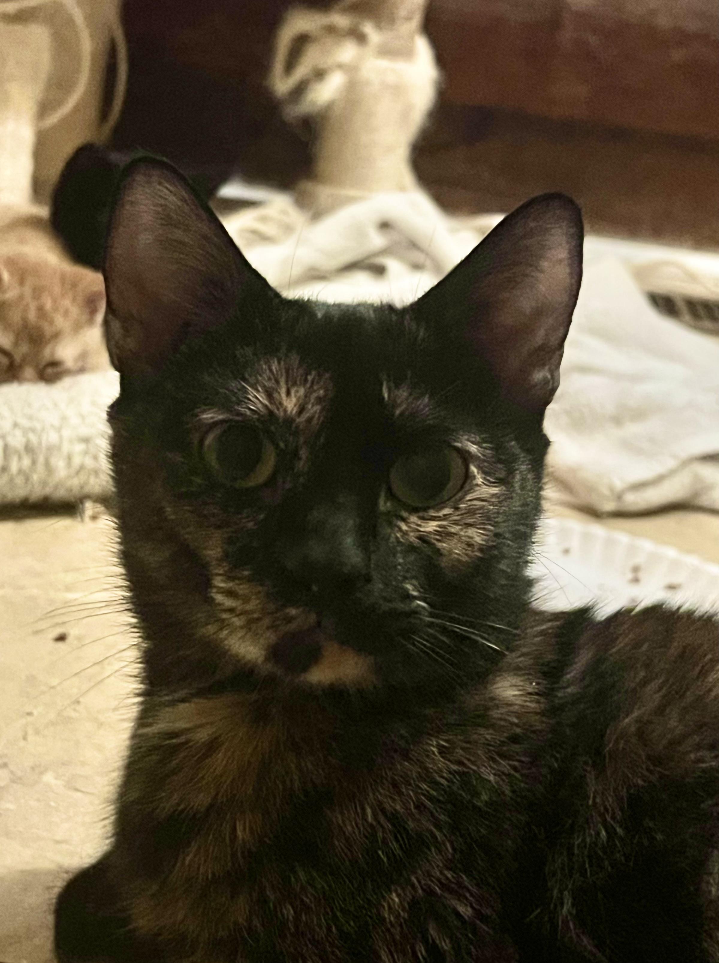 Mazey, a ADOPTABLE Domestic Short Hair in Andover, CT image 3/4