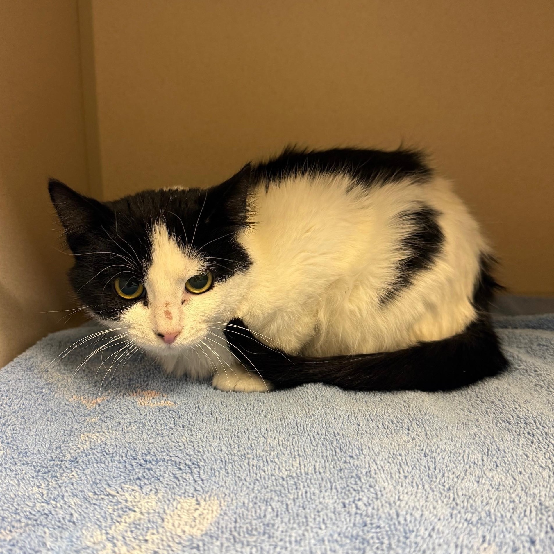 Enlarge Traeh, an adopted Domestic Medium Hair in Kearney, NE image 1/1