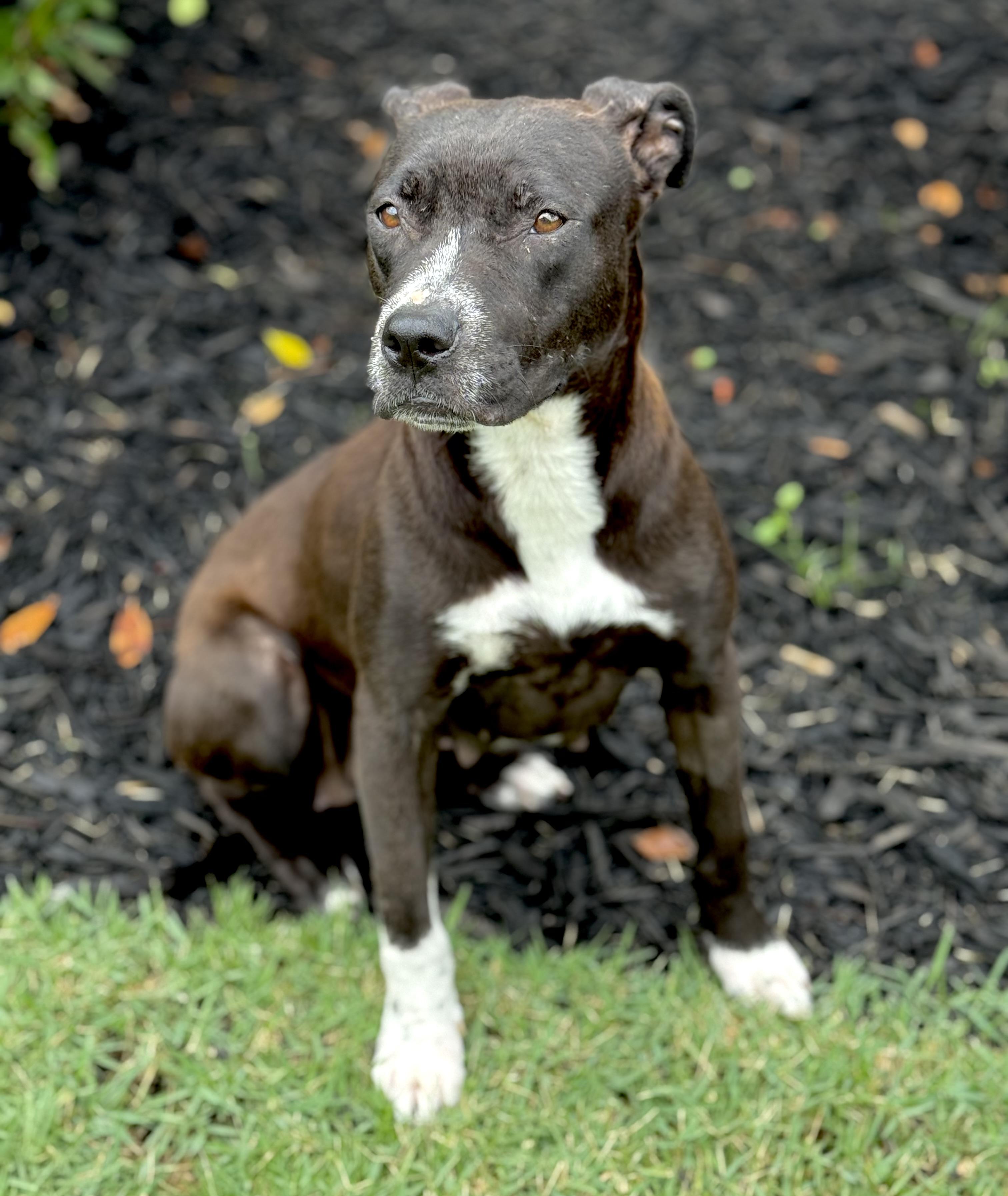 Gemma, Adult Female Terrier