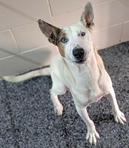 Beethoven, Adoptable, Adult Male Mixed Breed & Mixed Breed.