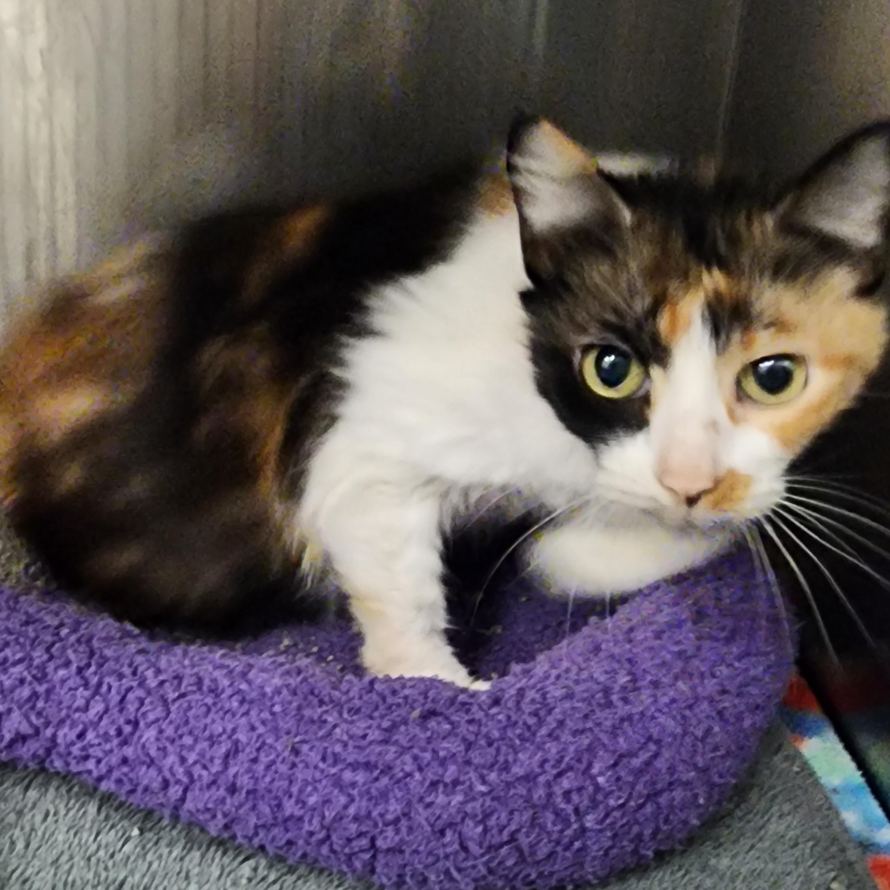 Enlarge Callie, a Adoptable Domestic Short Hair in Allen, TX image 1/1