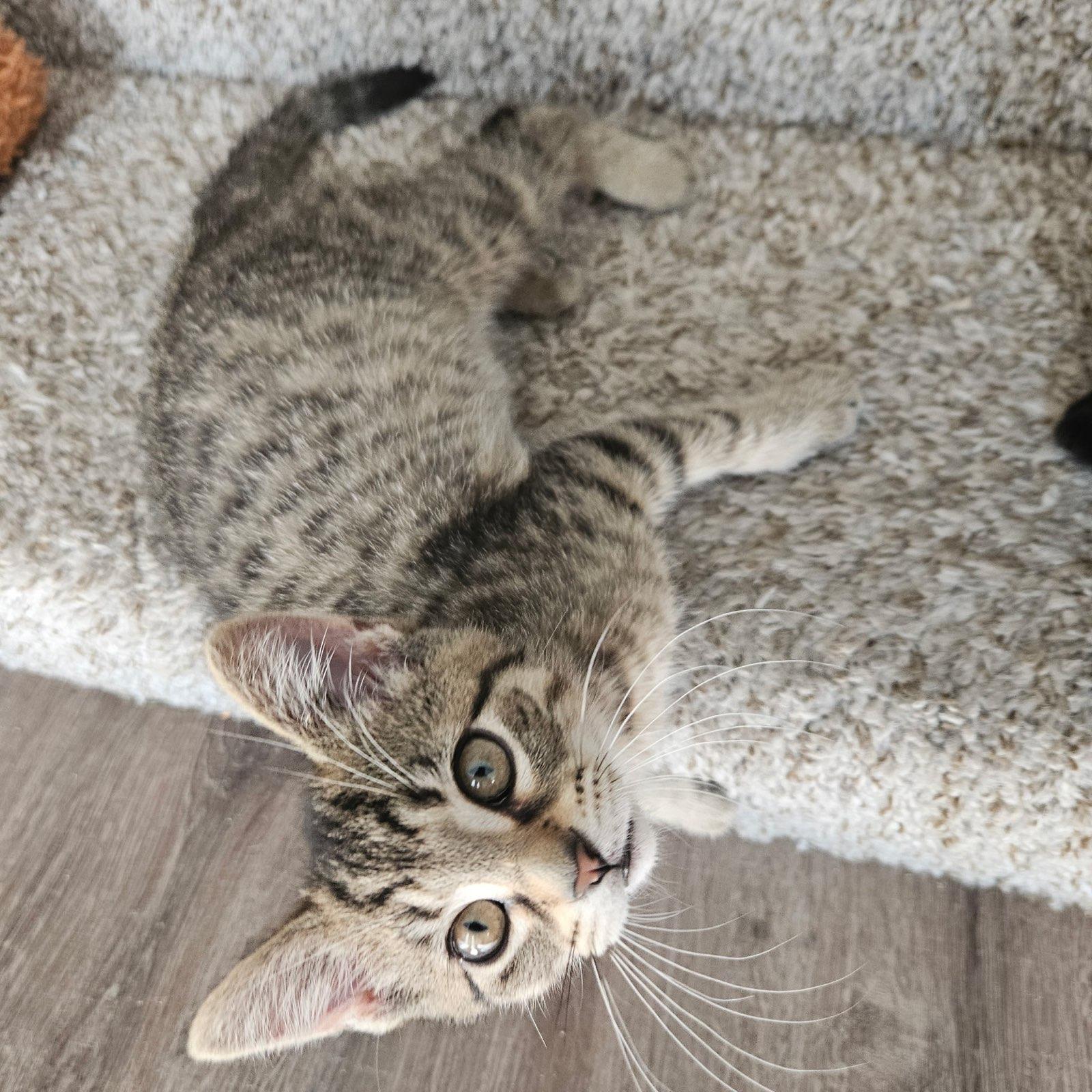Snickers, Baby Female unknown