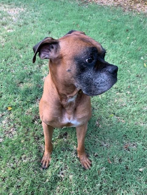 Enlarge Quinn, a Adopted Boxer in Scottsdale, AZ image 2/4