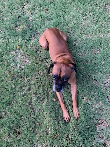 Enlarge Quinn, a Adopted Boxer in Scottsdale, AZ image 3/4