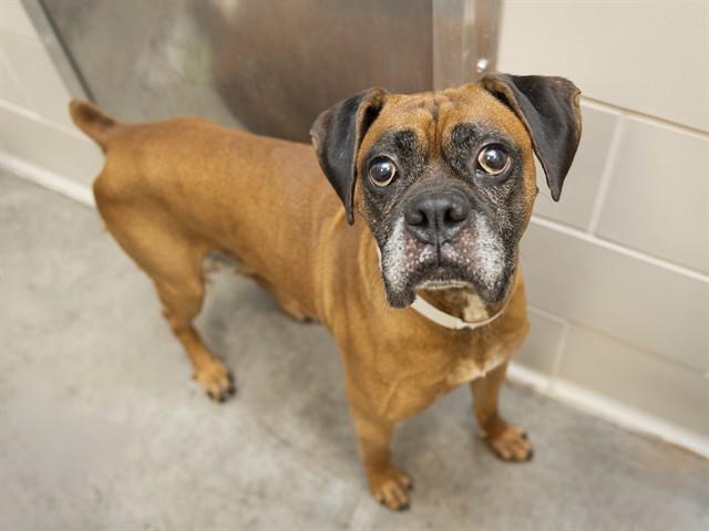 Quinn, Adopted, Adult Male Boxer.