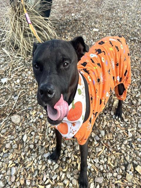 RONNY, Adoptable, Adult Male Pit Bull Terrier.