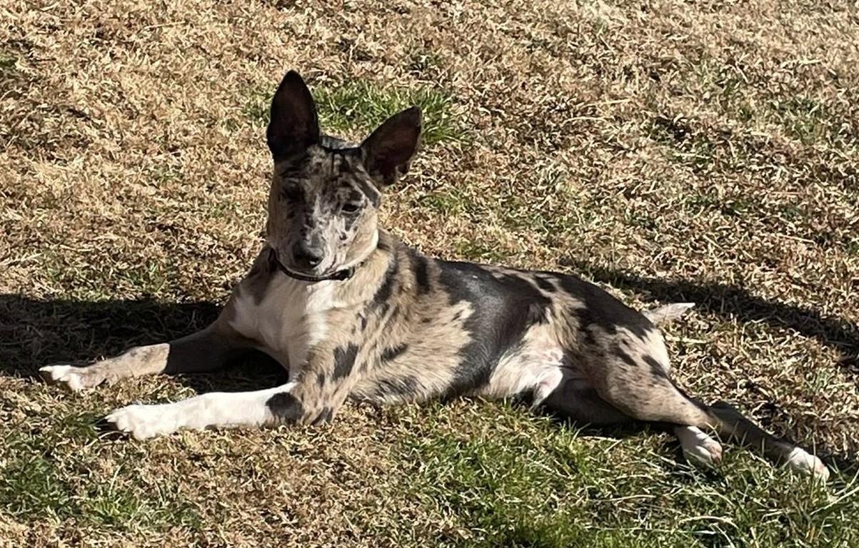 Stitch, ADOPTABLE, Young Male Australian Cattle Dog / Blue Heeler & Australian Shepherd.