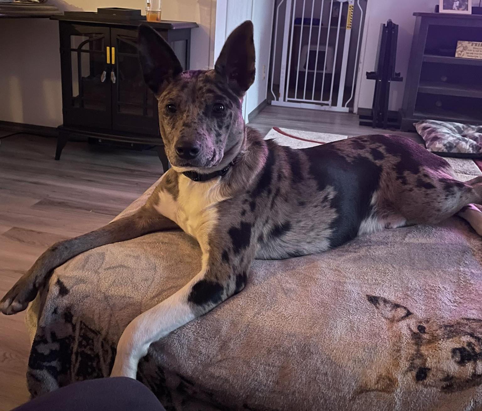 Enlarge Stitch, a ADOPTABLE mixed breed in Greeneville, TN image 1/5