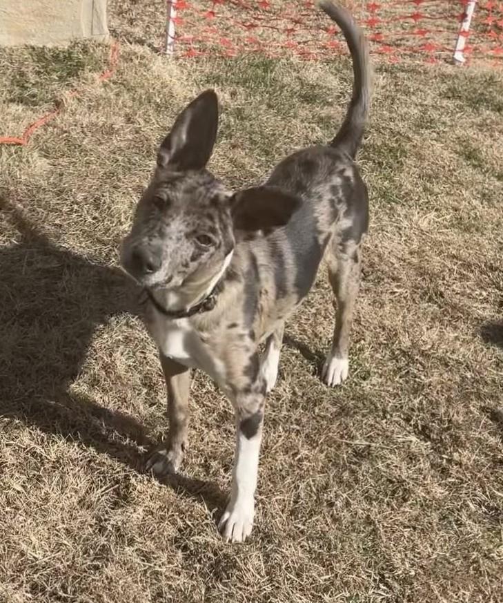 Stitch, a ADOPTABLE mixed breed in Greeneville, TN image 2/4