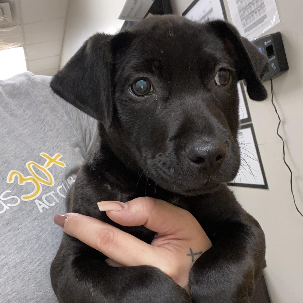Snapple - 060905U, Adoptable, Young Male Pit Bull Terrier & Mixed Breed.