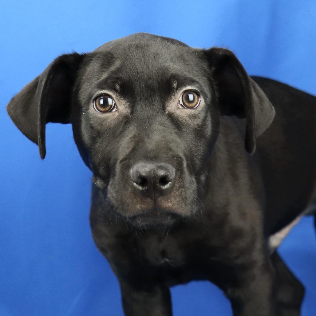 Enlarge Snapple 060905U, a Adoptable mixed breed in Tupelo, MS image 3/5