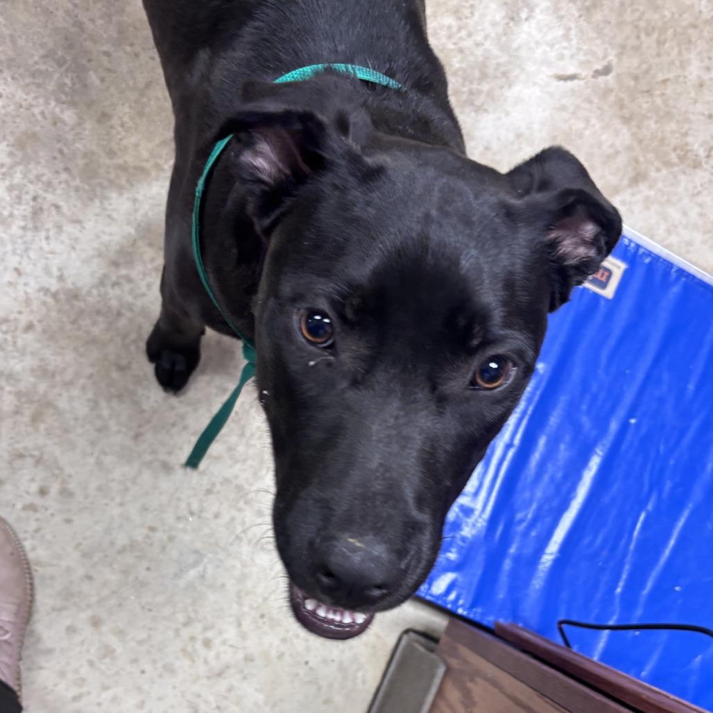 Enlarge Snapple 060905U, a Adoptable mixed breed in Tupelo, MS image 4/5