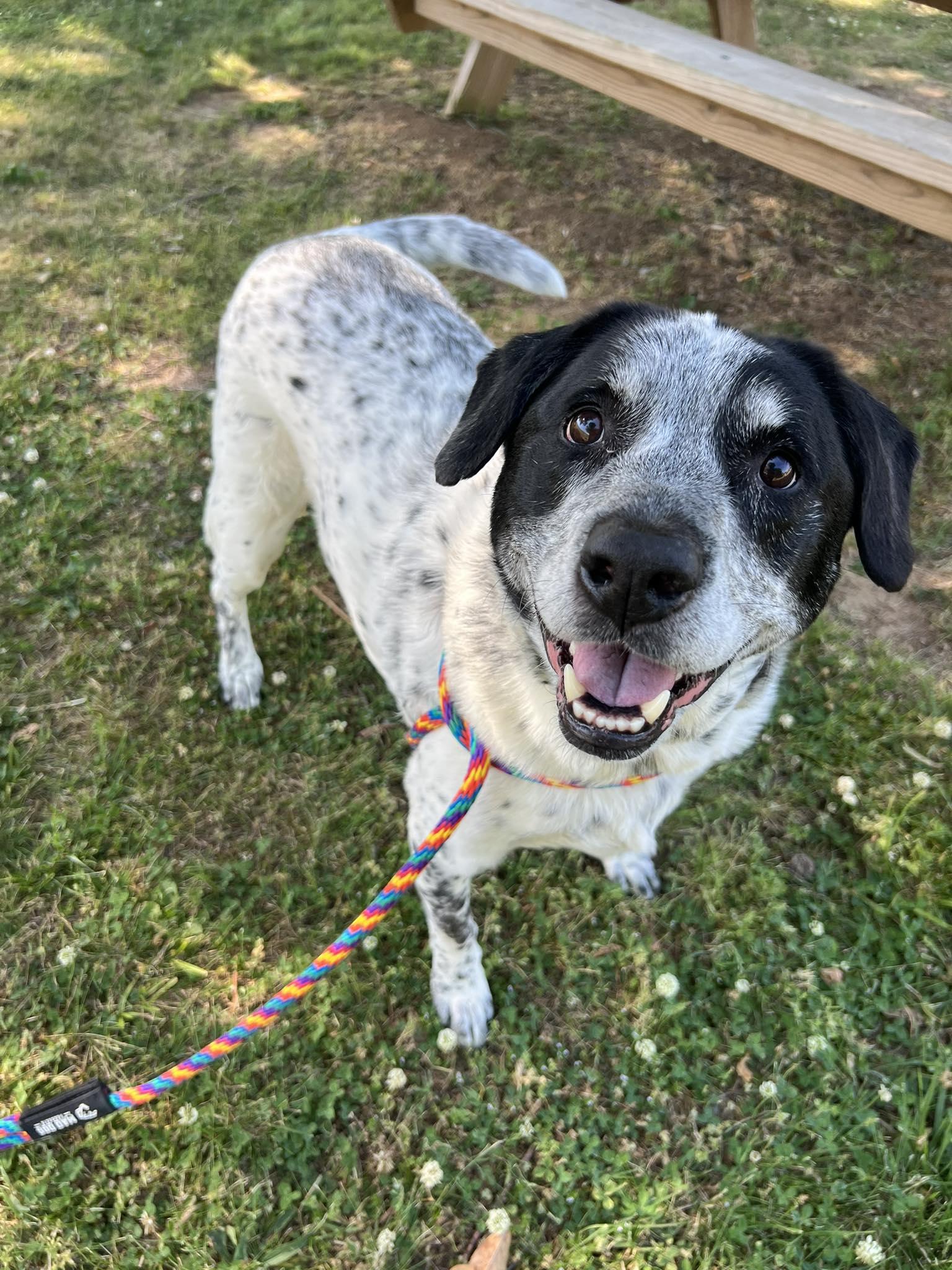 Rebel, a ADOPTABLE mixed breed in Nashville, TN image 1/5
