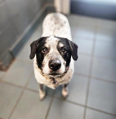 Rebel, a ADOPTABLE mixed breed in Nashville, TN image 4/5
