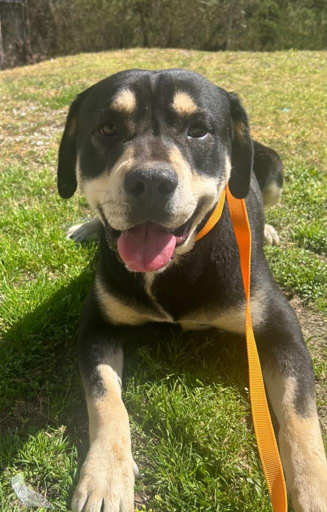 Enlarge Billy, a Adoptable mixed breed in Benton, AR image 1/1