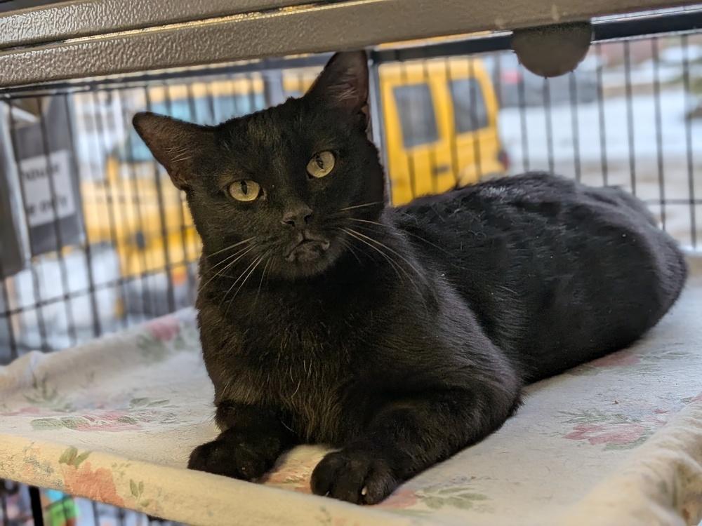 Belle, Adoptable, Adult Female Domestic Short Hair.