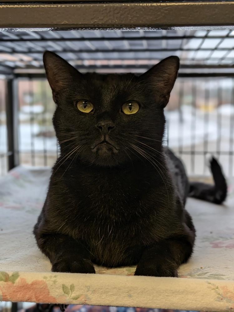 Enlarge Belle, a Adoptable Domestic Short Hair in Clinton Township, MI image 2/3