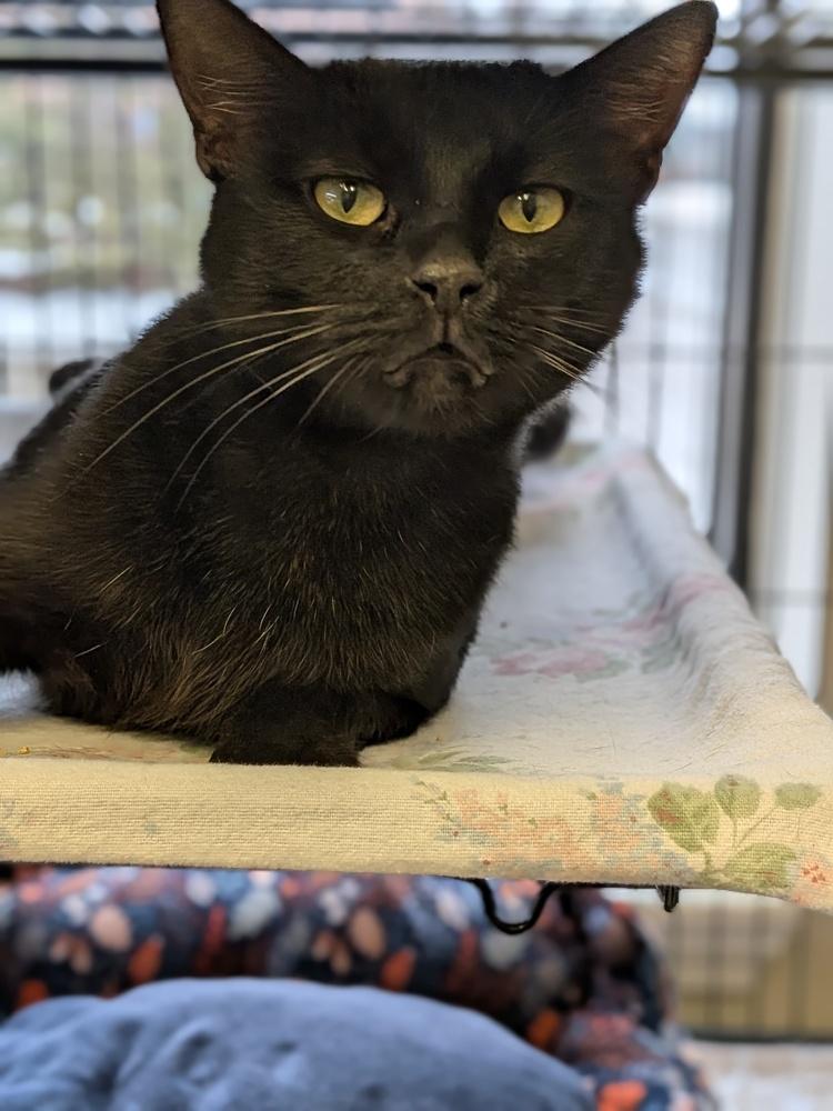 Enlarge Belle, a Adoptable Domestic Short Hair in Clinton Township, MI image 3/3