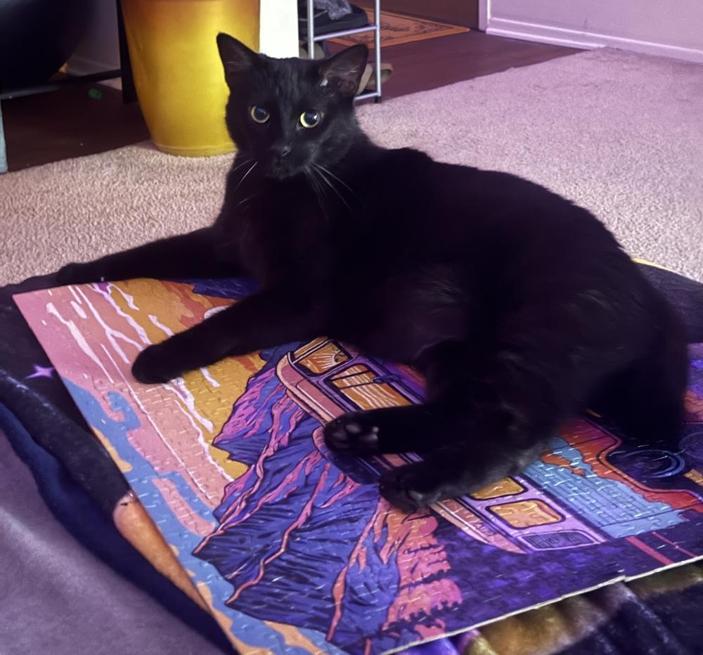 Enlarge Belle, a Adoptable Domestic Short Hair in Clinton Township, MI image 2/6