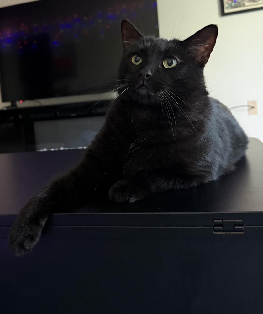 Belle, Adoptable, Adult Female Domestic Short Hair.
