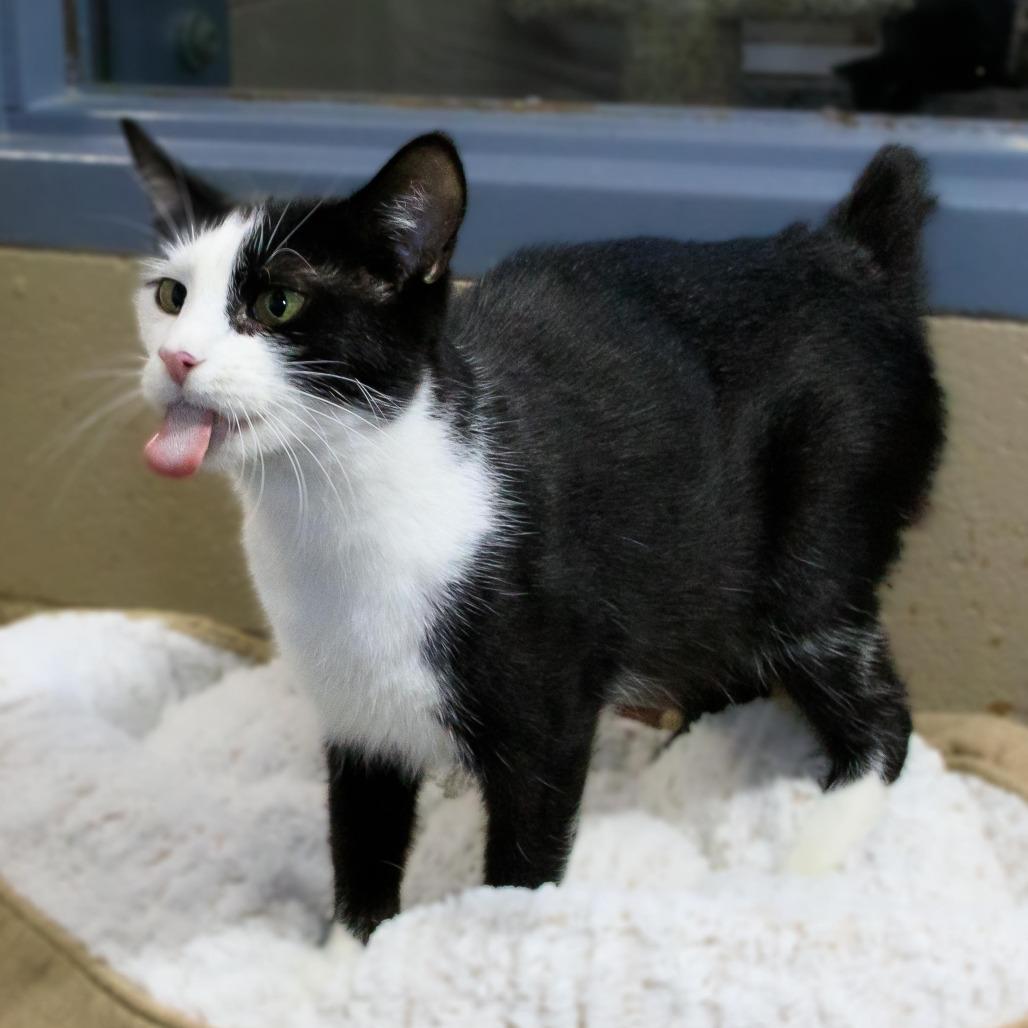 Lucy, Adoptable, Adult Female Domestic Short Hair.