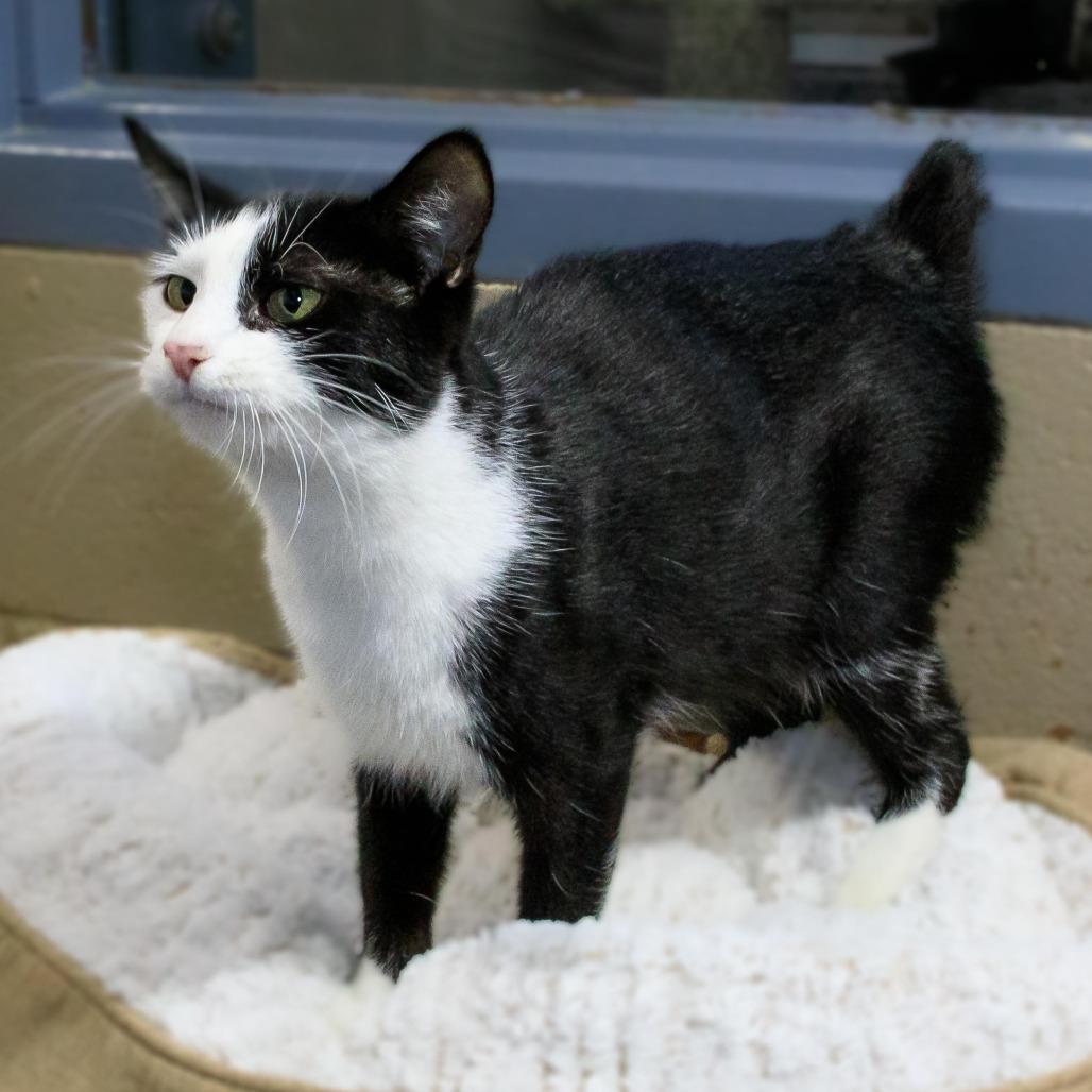 Lucy, a Adoptable Domestic Short Hair image 2/2