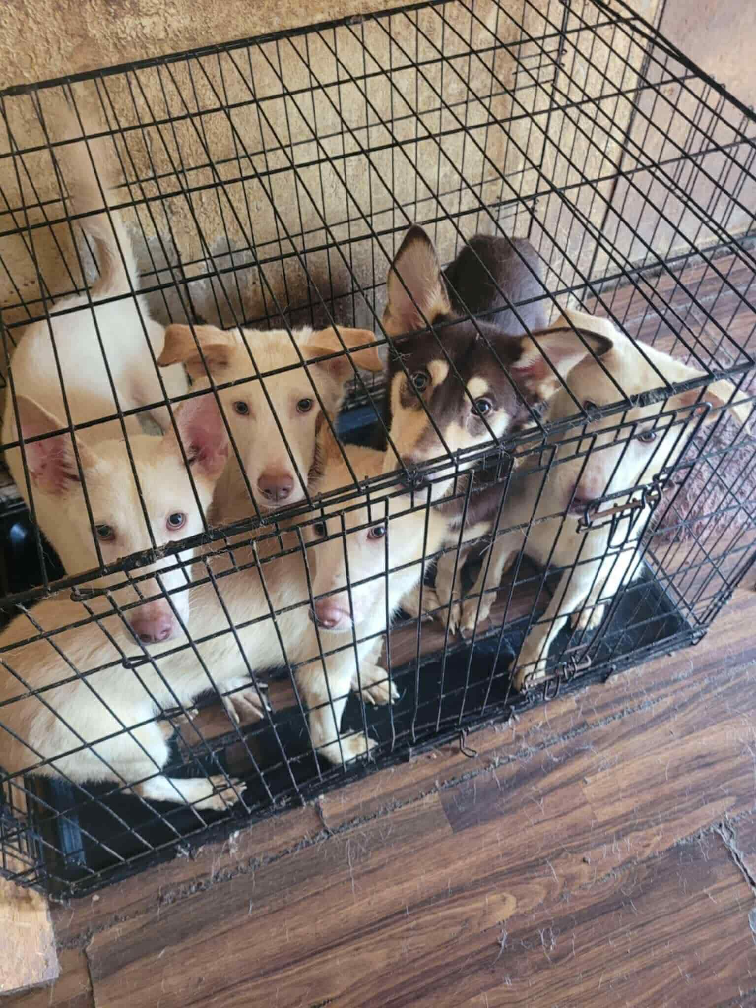 Enlarge Booger, an adoptable mixed breed in Maryville, MO image 4/5