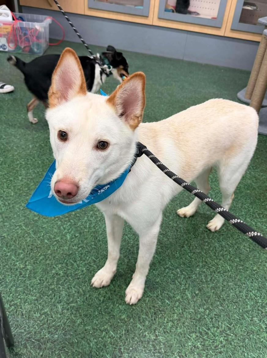 Booger, adoptable, Young Male Husky.