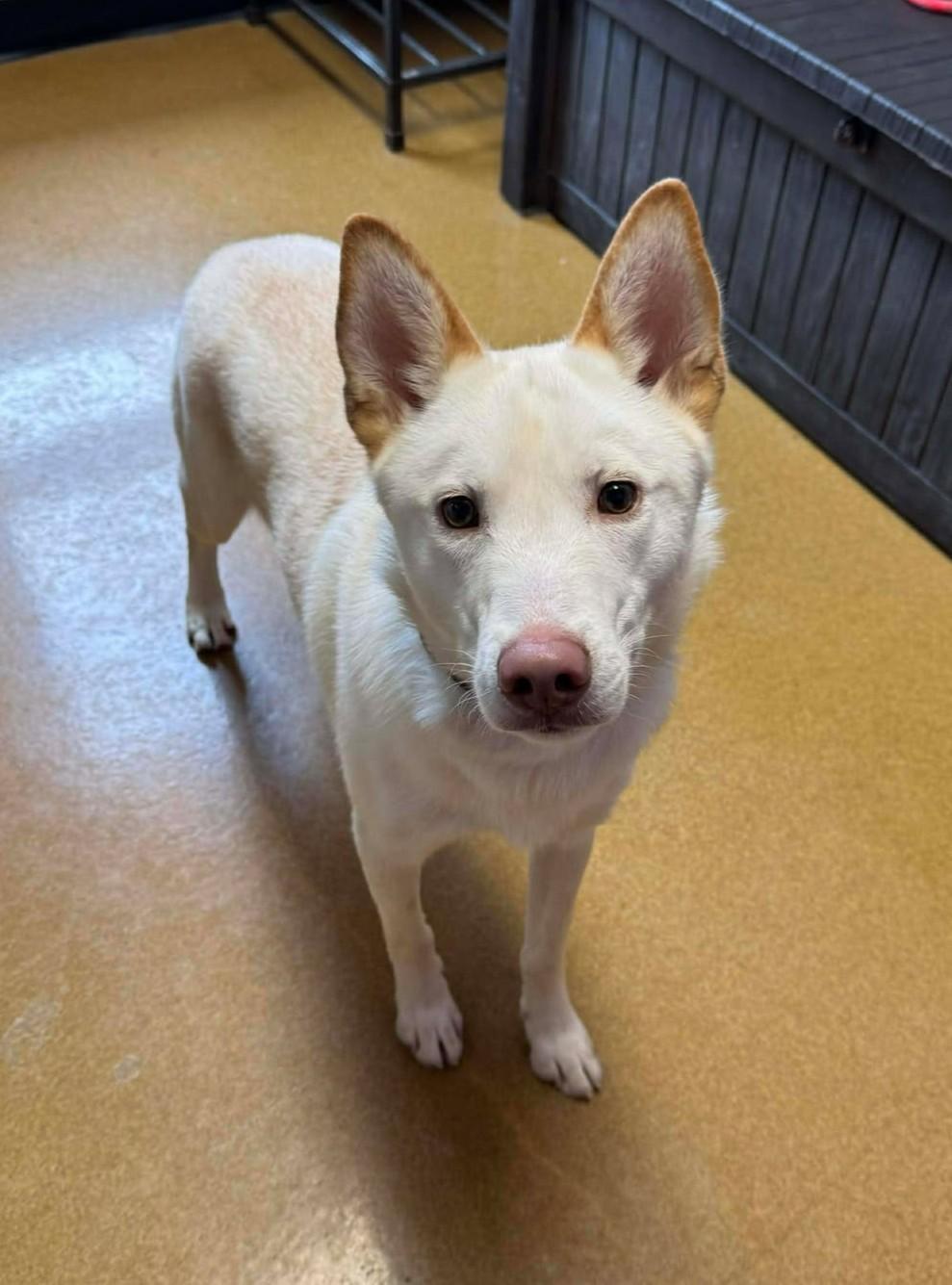 Enlarge Booger, an adoptable mixed breed in Maryville, MO image 2/5
