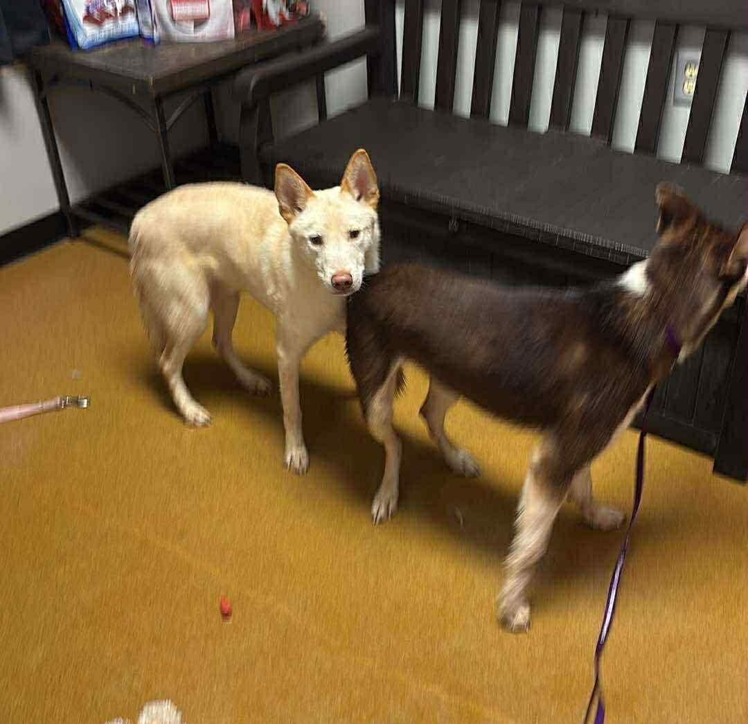 Enlarge Booger, an adoptable mixed breed in Maryville, MO image 5/5