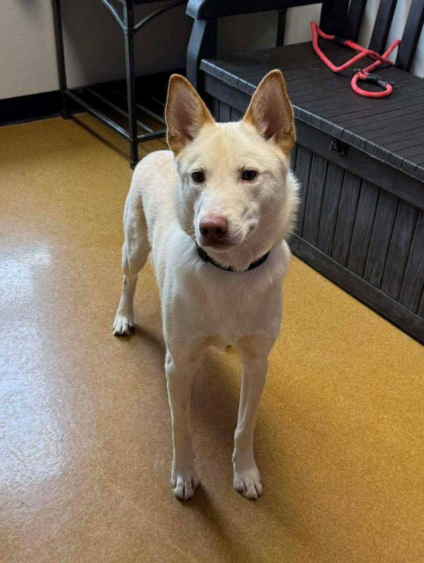 Enlarge Booger, an adoptable mixed breed in Maryville, MO image 3/5