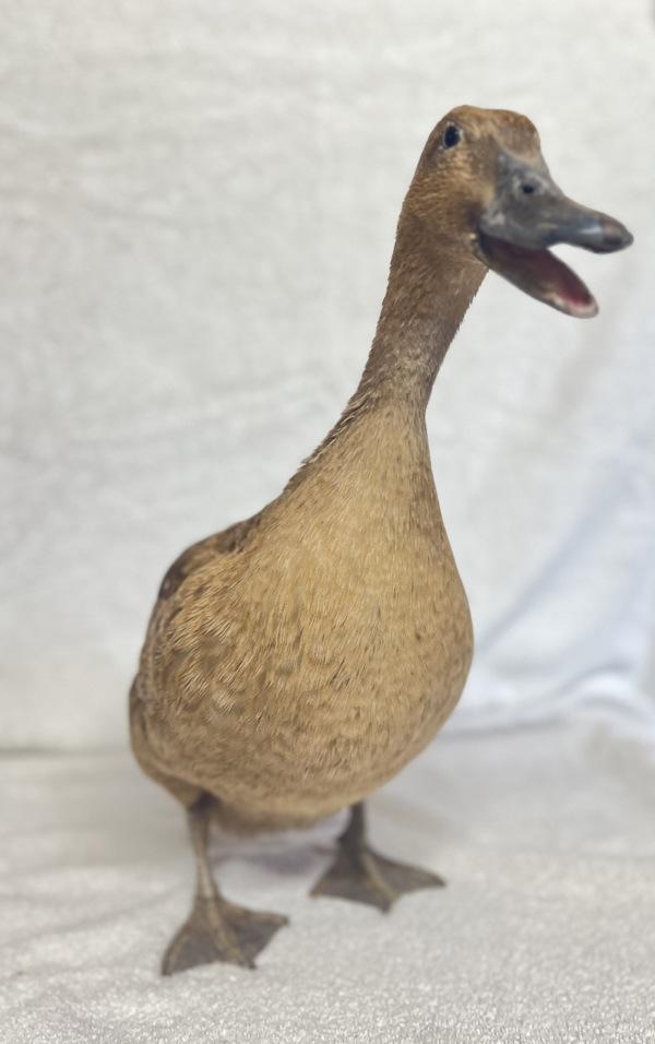 Enlarge Honey, a Adoptable mixed breed in Monterey, CA image 1/1
