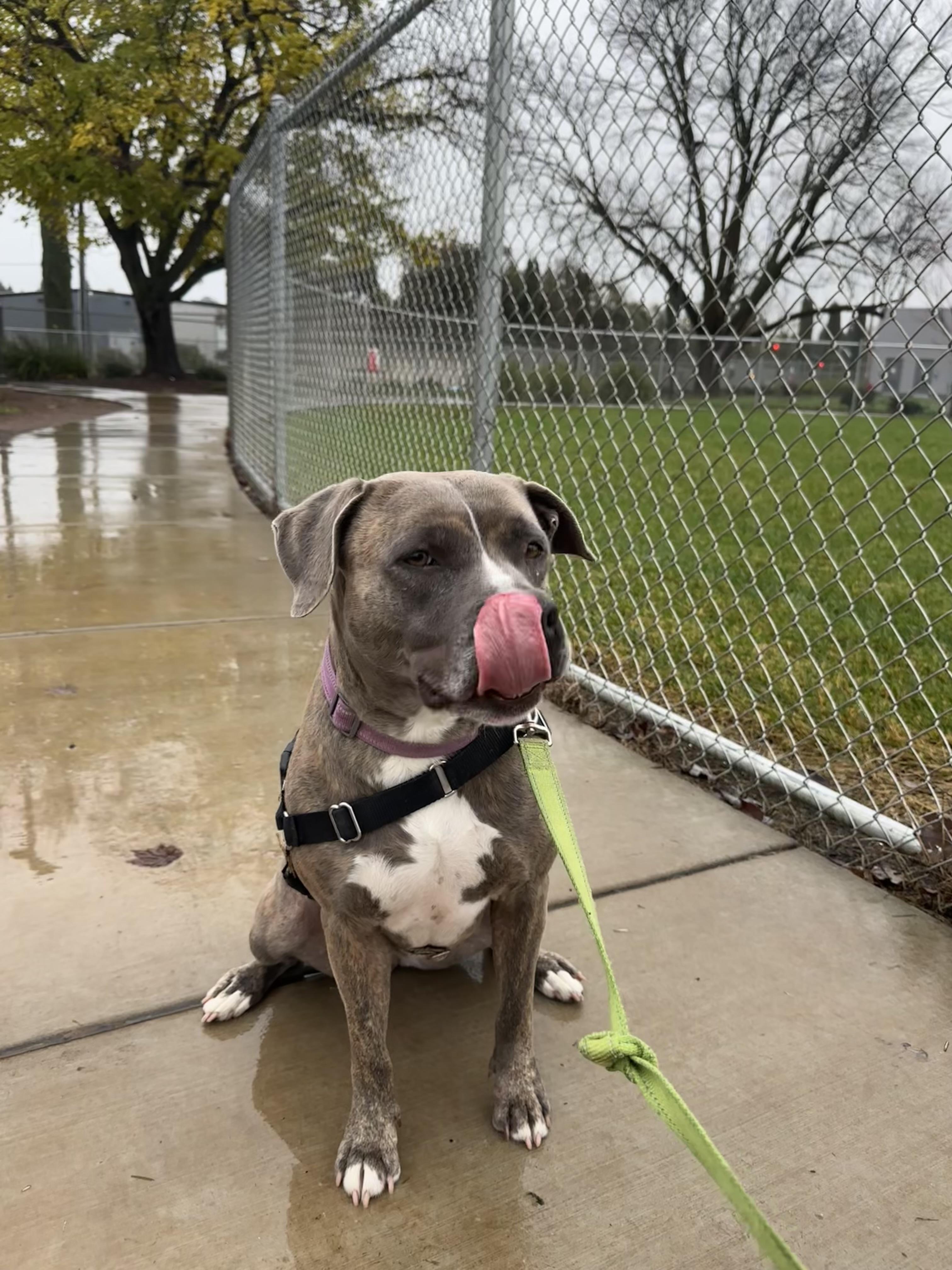 Enlarge Priscilla - Adoption fee fully sponsored in honor of Jane Flint, a Adopted mixed breed in Chico, CA image 1/6