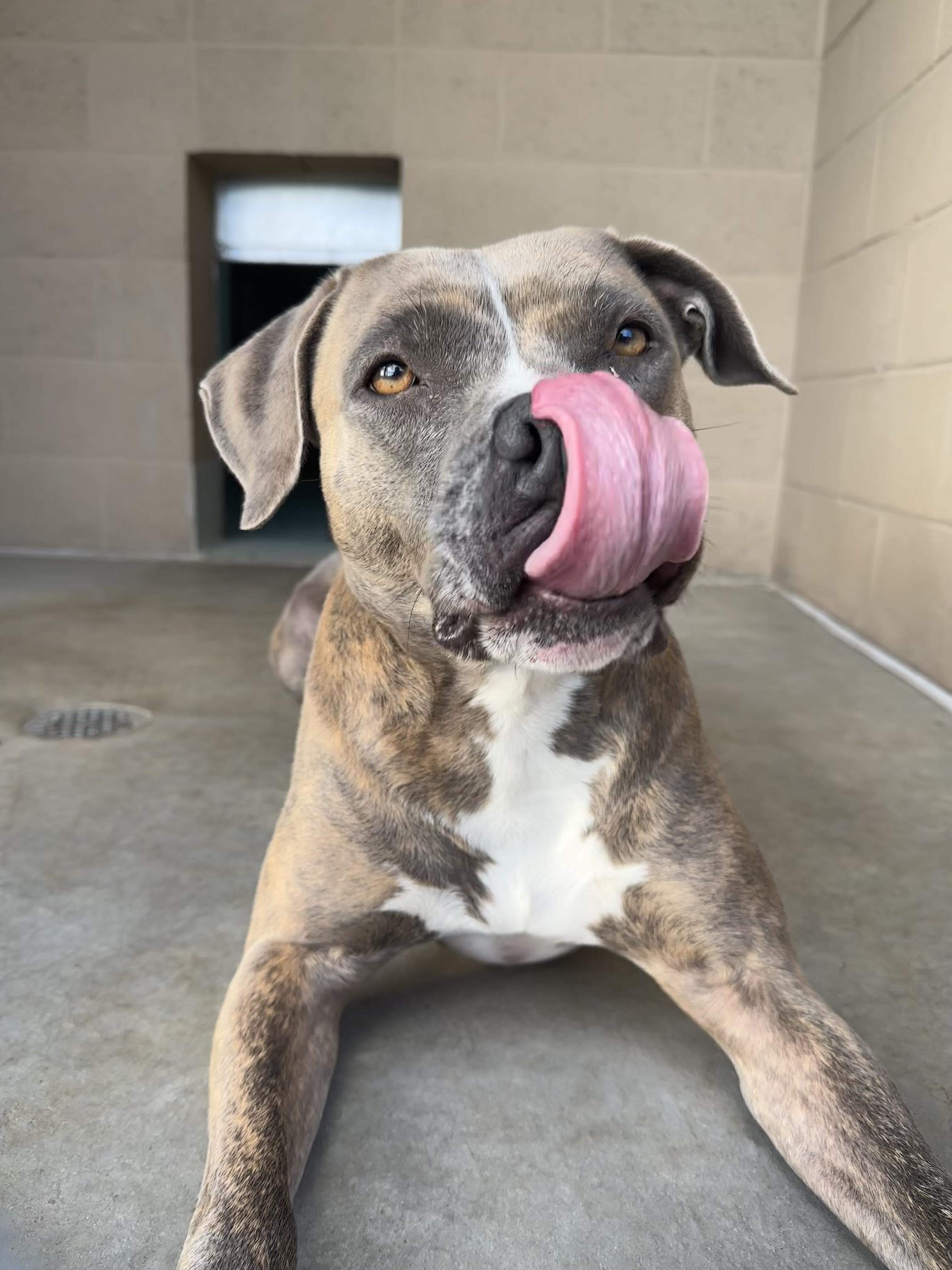 Enlarge Priscilla - Adoption fee fully sponsored in honor of Jane Flint, a Adoptable mixed breed in Chico, CA image 1/6