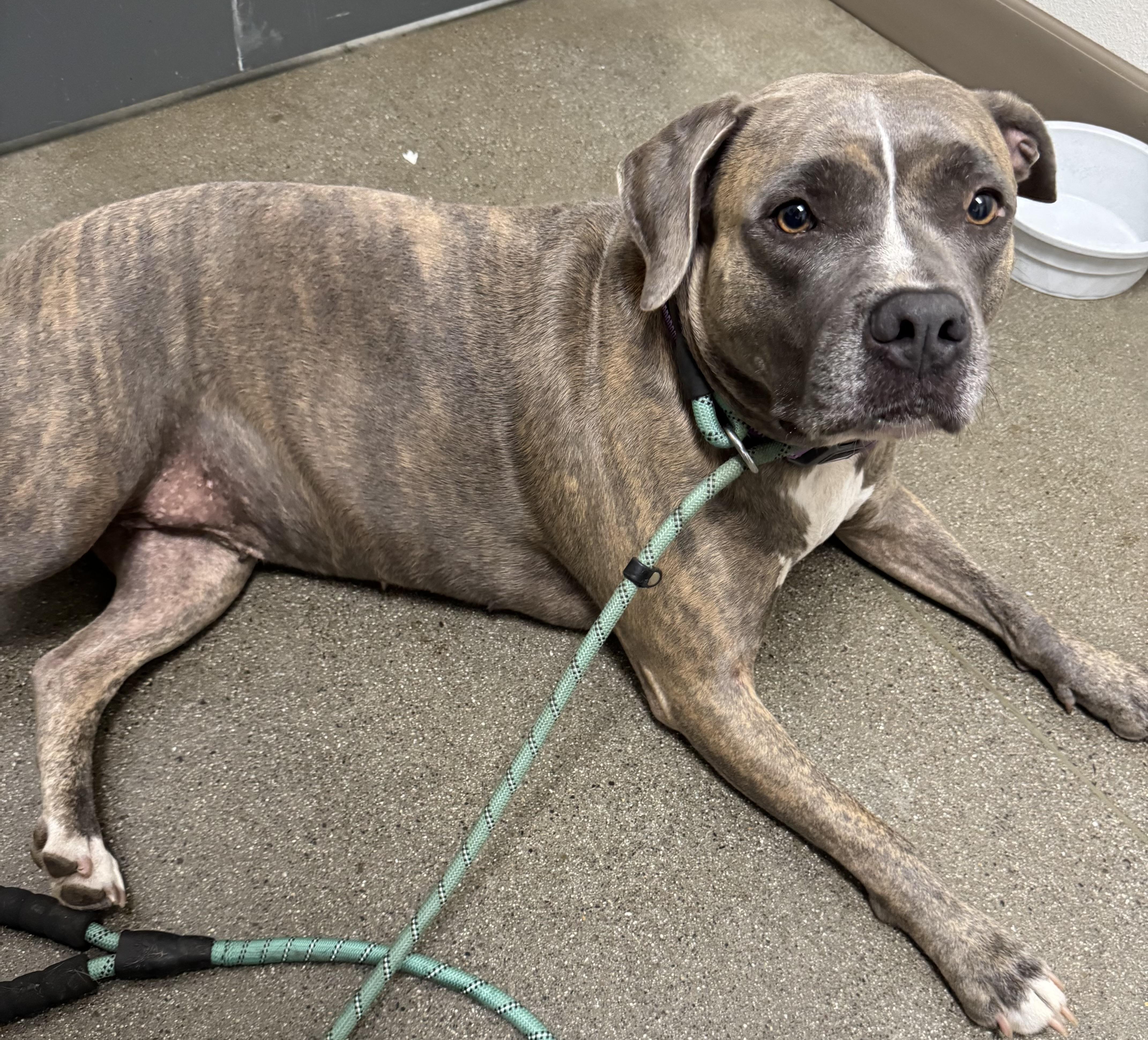 Enlarge Priscilla - Adoption fee fully sponsored in honor of Jane Flint, a Adopted mixed breed in Chico, CA image 3/6