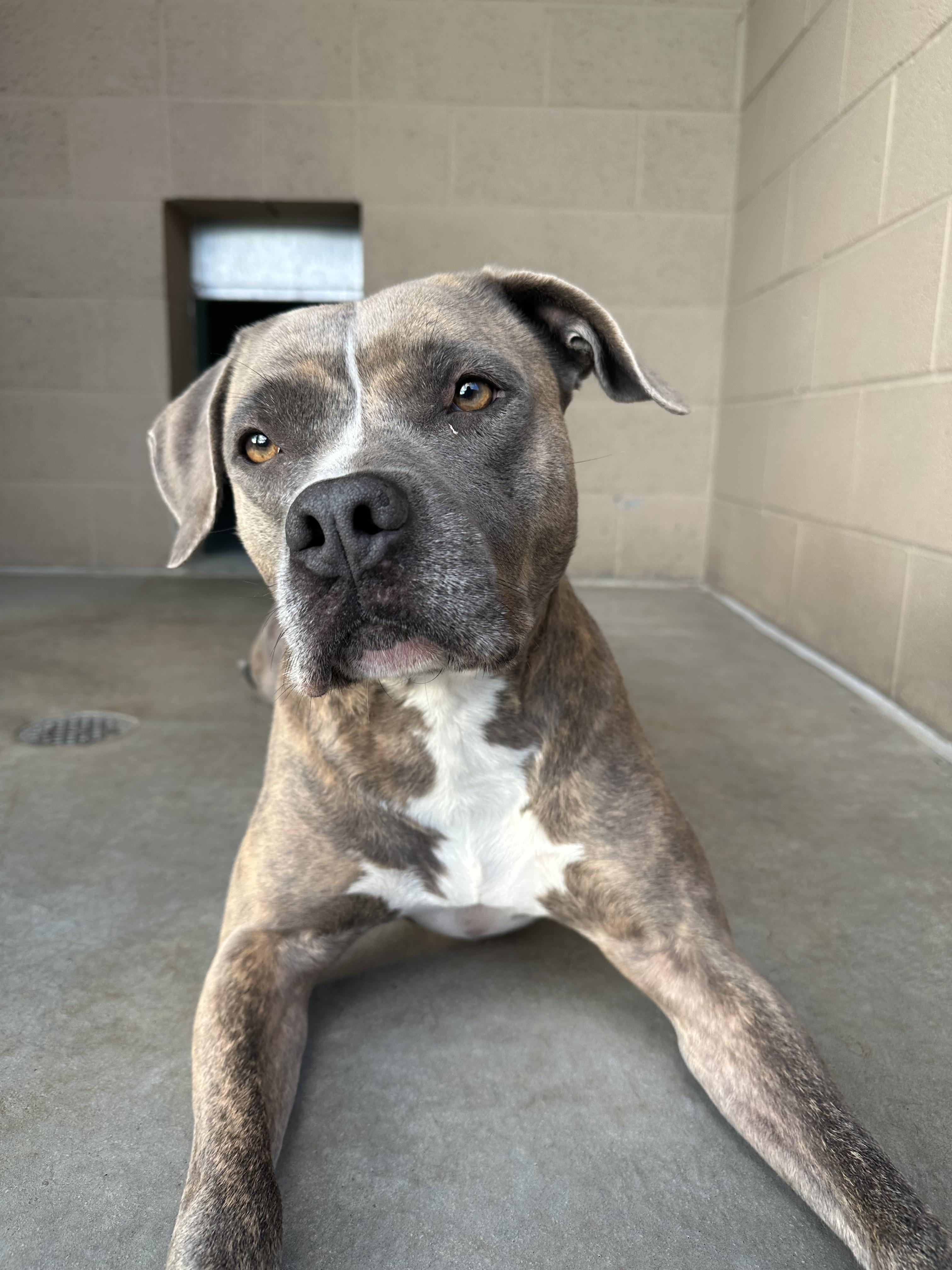 Enlarge Priscilla - Adoption fee fully sponsored in honor of Jane Flint, a Adopted mixed breed in Chico, CA image 4/6