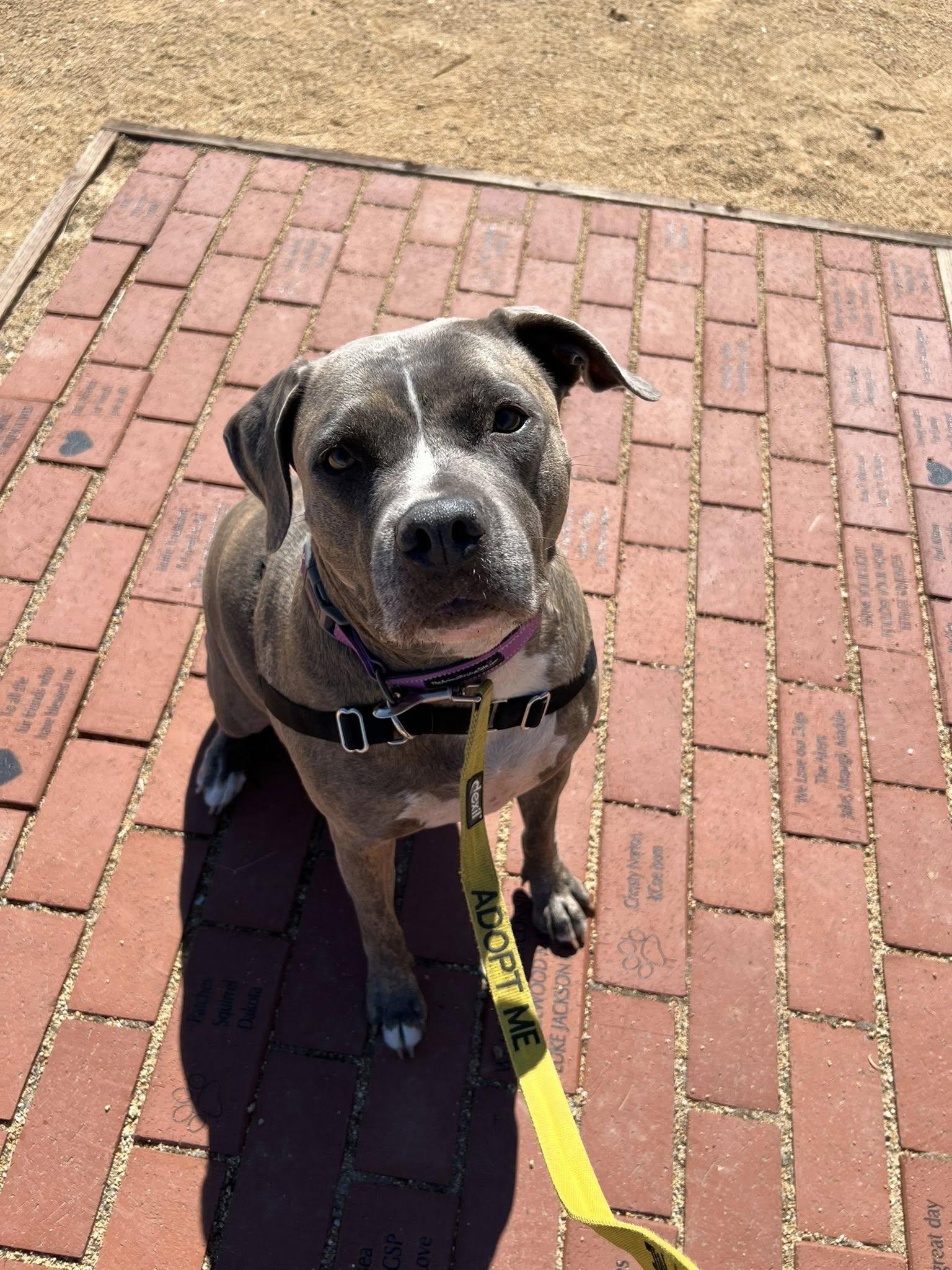 Enlarge Priscilla - Adoption fee fully sponsored in honor of Jane Flint, a Adoptable mixed breed in Chico, CA image 2/6