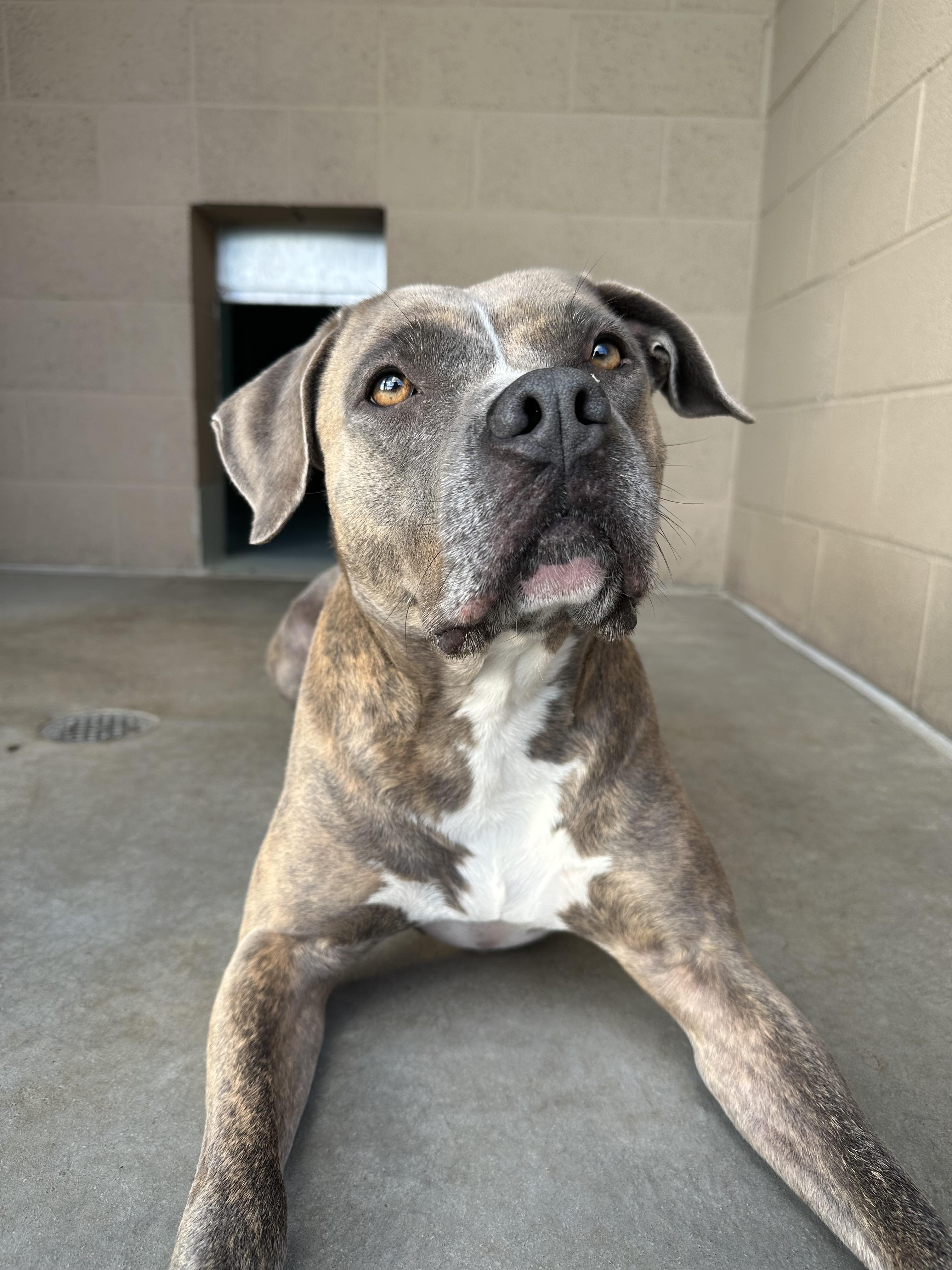 Enlarge Priscilla - Adoption fee fully sponsored in honor of Jane Flint, a Adoptable mixed breed in Chico, CA image 4/6