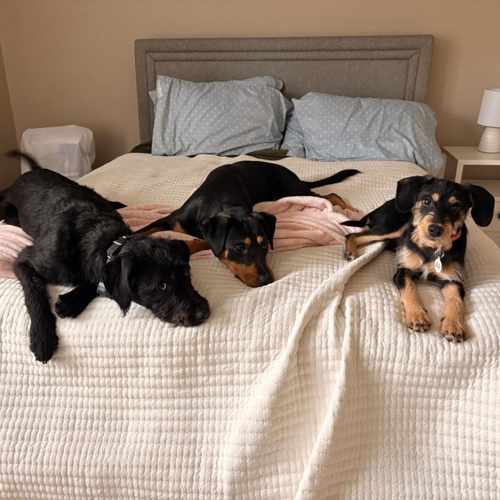 Enlarge Leroy, a Adoptable Mixed Breed in Raleigh, NC image 1/6