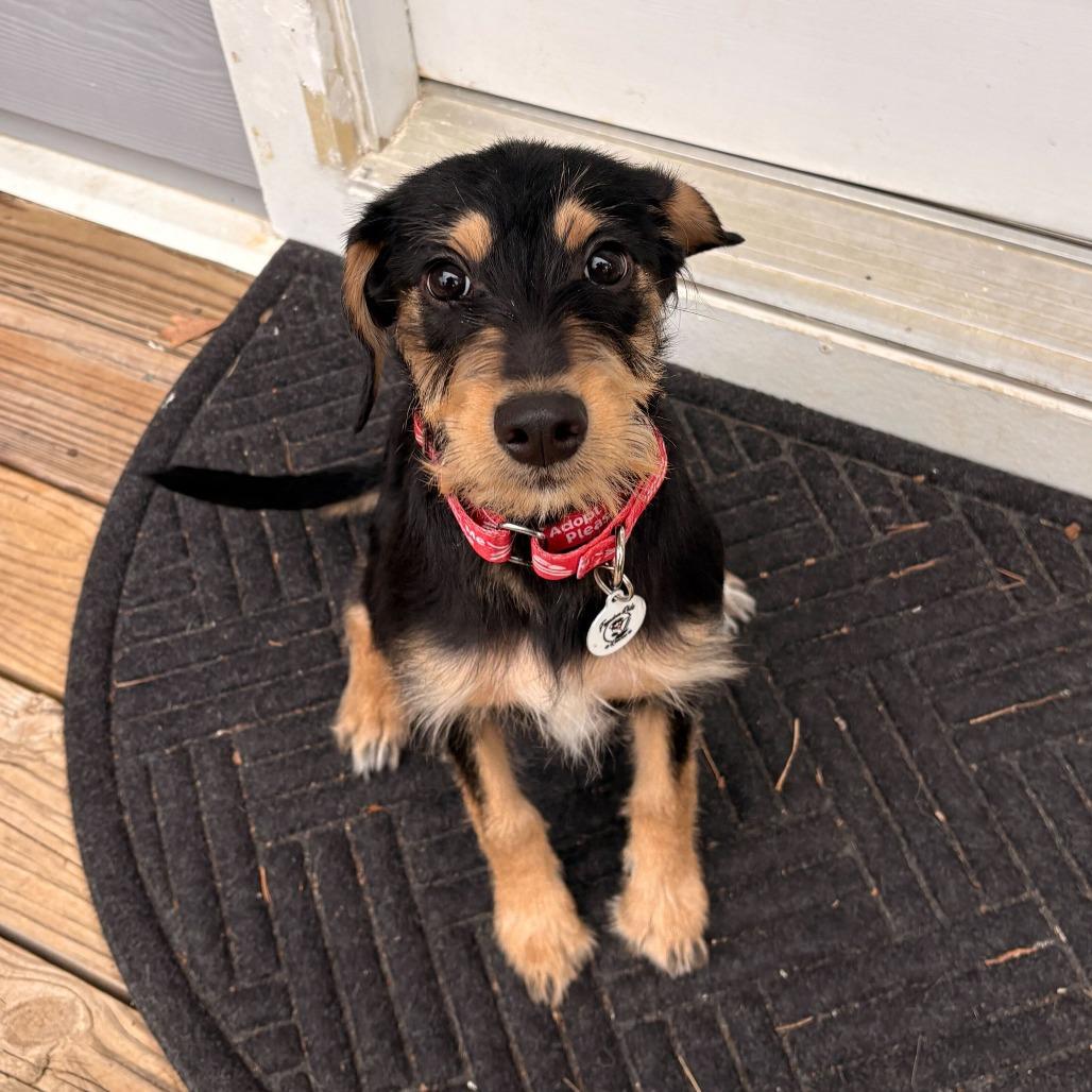 Enlarge Leroy, a Adoptable Mixed Breed in Raleigh, NC image 2/6
