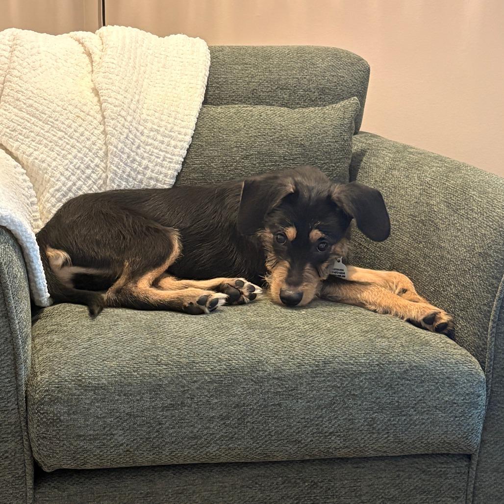 Enlarge Leroy, a Adoptable Mixed Breed in Raleigh, NC image 3/6