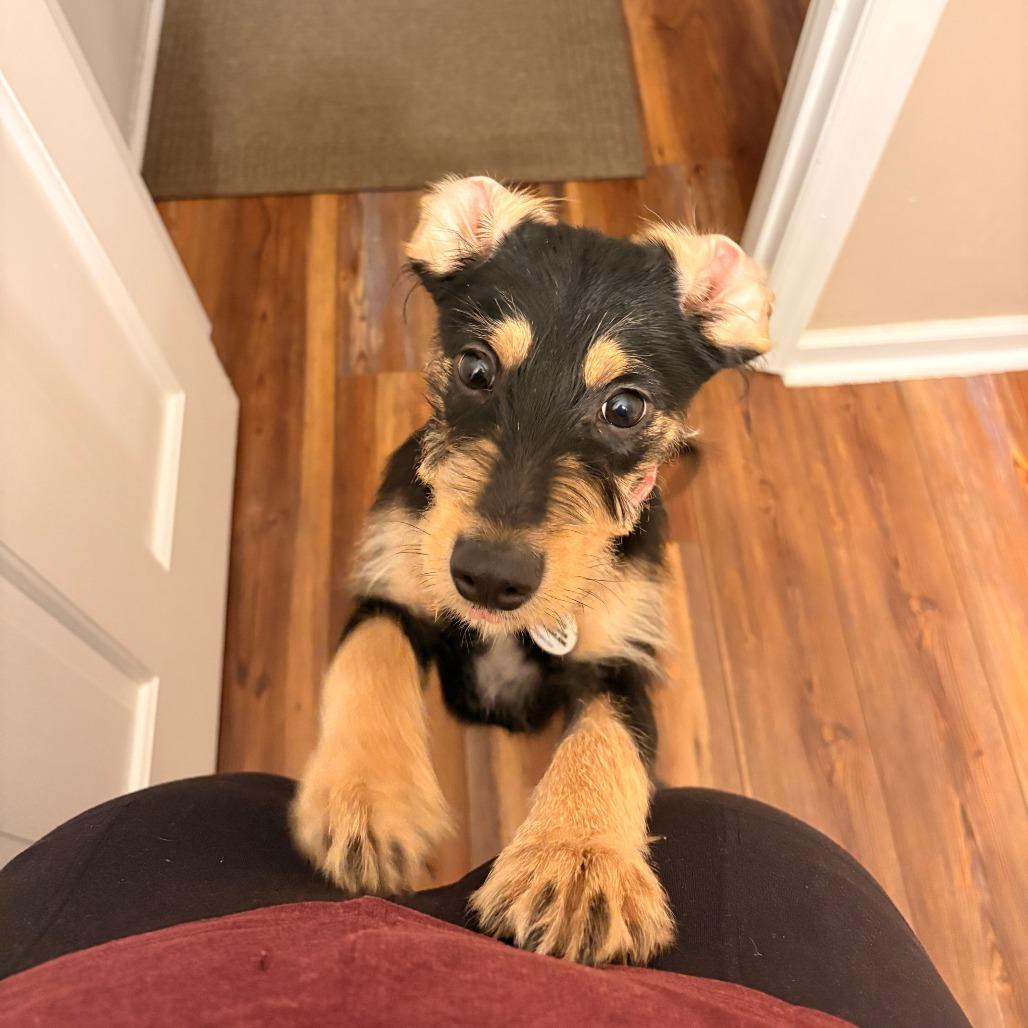 Enlarge Leroy, a Adoptable Mixed Breed in Raleigh, NC image 4/6