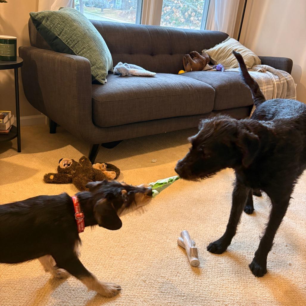 Enlarge Leroy, a Adoptable Mixed Breed in Raleigh, NC image 5/6