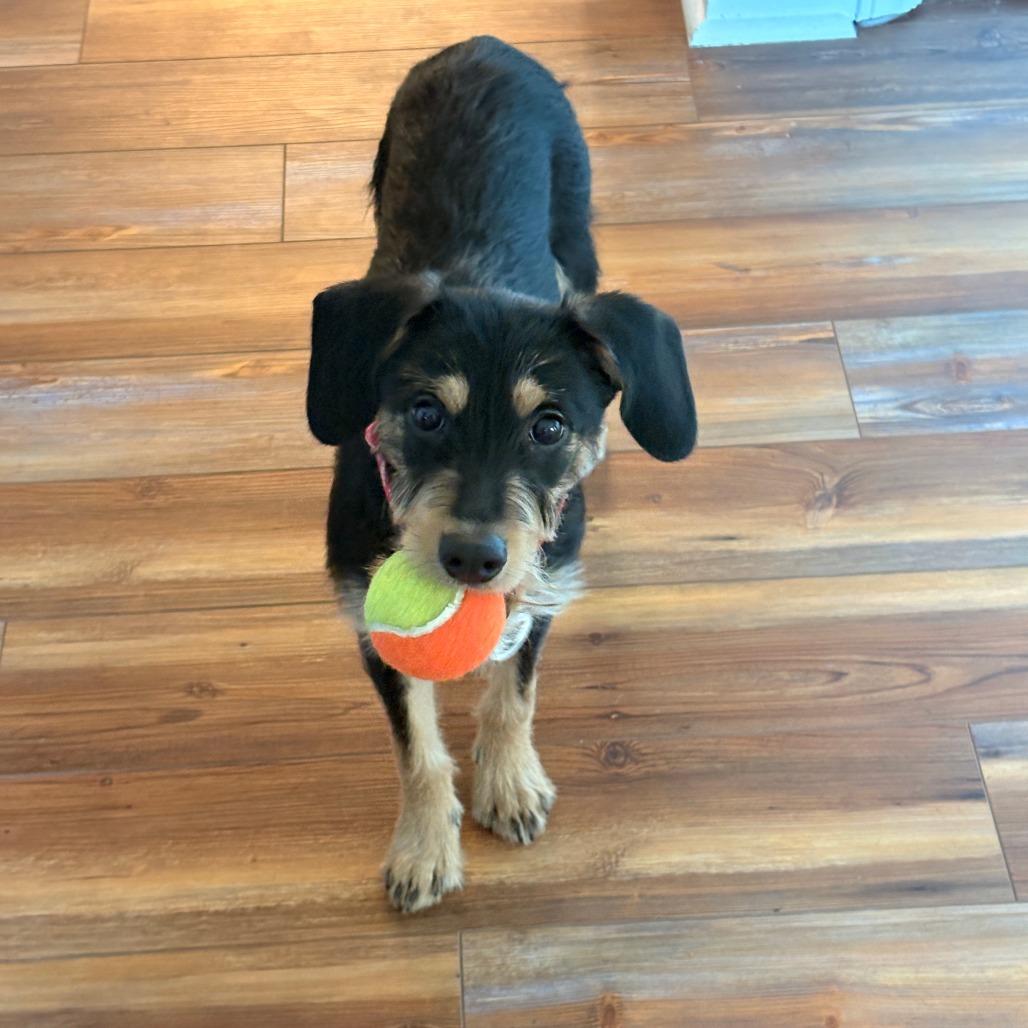 Enlarge Leroy, a Adoptable Mixed Breed in Raleigh, NC image 6/6