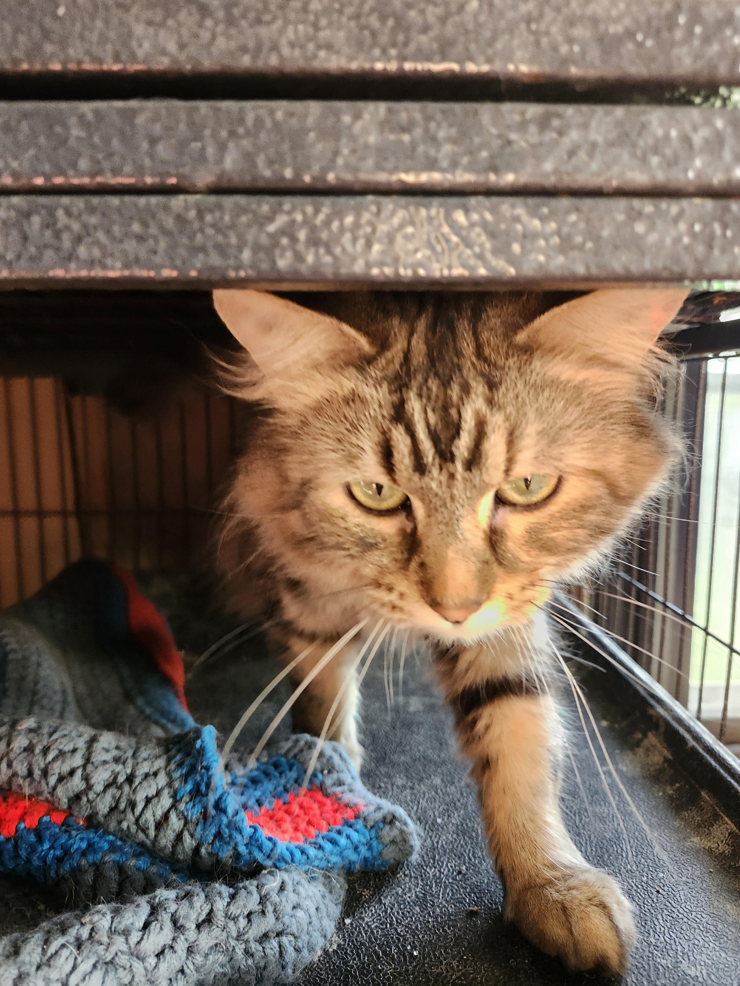 Enlarge Sammy, a Adoptable mixed breed in Montgomery, IL image 1/2