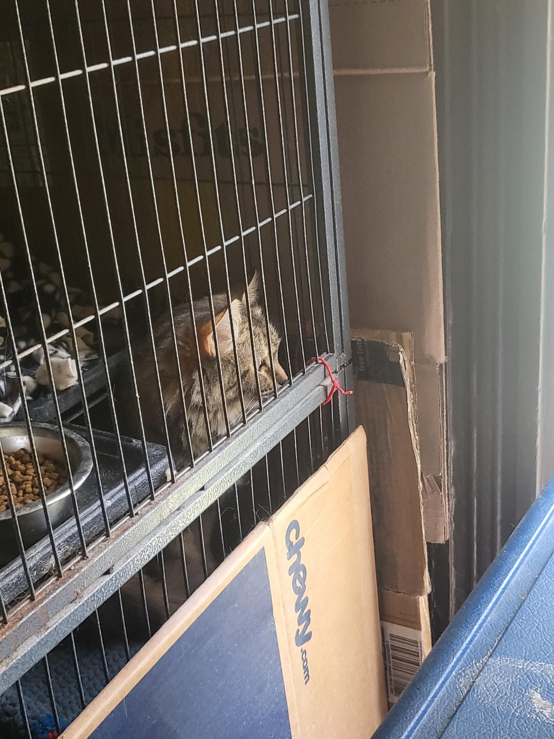 Enlarge Sammy, a Adoptable mixed breed in Montgomery, IL image 2/2